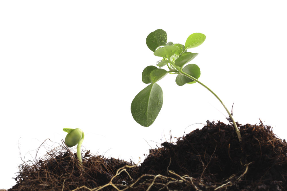 Sapling And Plant in Soil